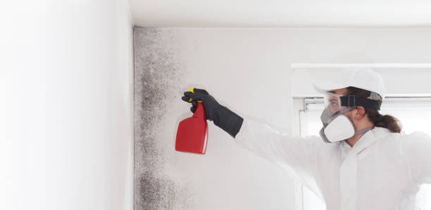 Best Toxic Mold Removal  in Slinger, WI