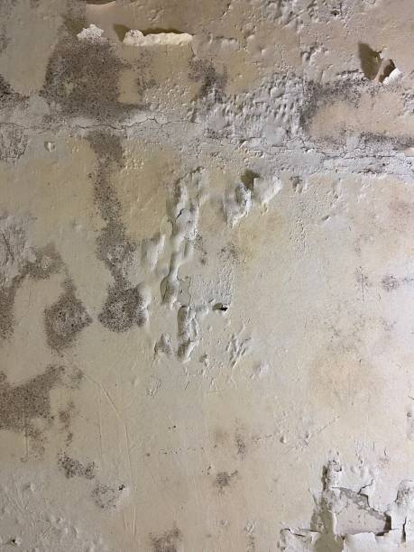 Slinger, WI Mold Removal Company