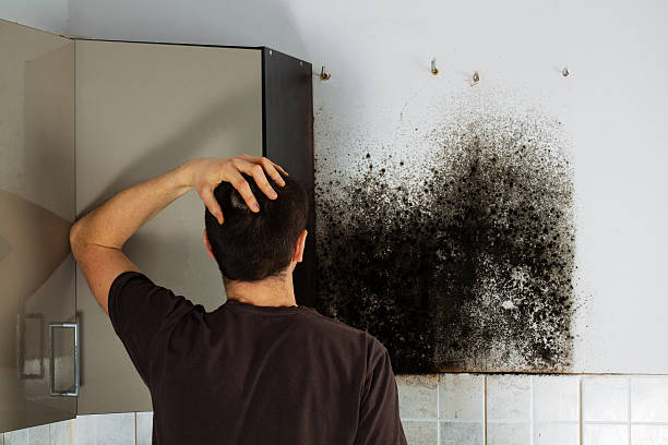 Best Same-Day Mold Removal  in Slinger, WI