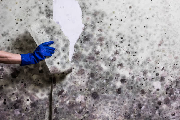 Best Affordable Mold Removal  in Slinger, WI